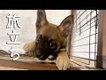続けての旅立ち…子犬と9歳の保護犬、それぞれの新しい一歩
