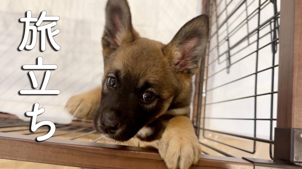 Two new journeys A puppy and a 9-year-old rescue dog, each
