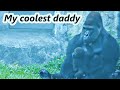 Gorilla daddy D'jeeco takes care of his baby/ 金剛爸爸D'jeeco幫忙照顧寶寶Jabali