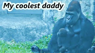 Gorilla daddy D'jeeco takes care of his baby/ 金剛爸爸D'jeeco幫忙照顧寶寶Jabali