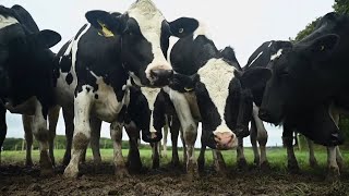 Seaweed May Save The World From Cow Farts