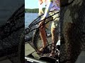2017 - UNIVERSITY OF TENNESSEE #BassProShops #PickwickLake #VisitTheShoals #WeAreCollegiateBass