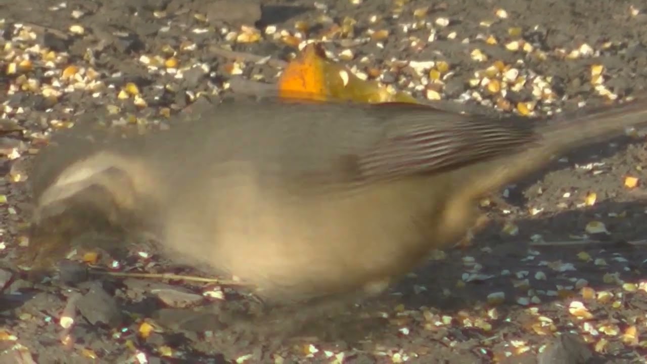 La vida del Pepitero de collar Saltator arurantiirostris Esperanza Santa Fe  Argentina 2026