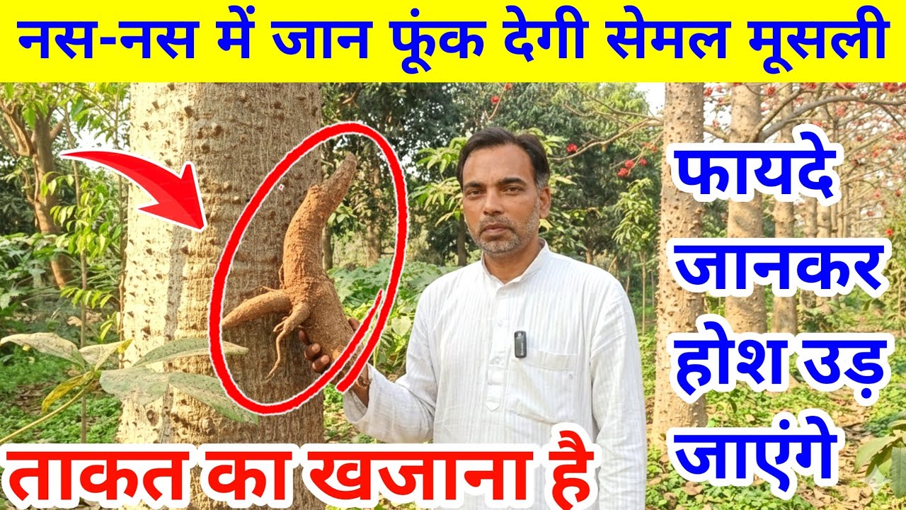 सेमल की मुसली और सेमल की छाल के चमत्कारी फायदे | कमजोरी, दर्द और पाचन में लाभ | semal musli ke fayde