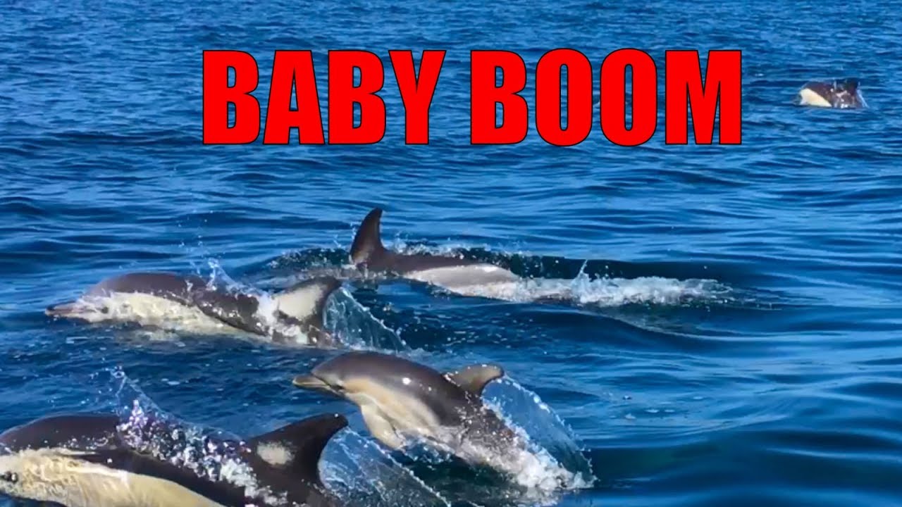 Nursery group [Common dolphins] 2018