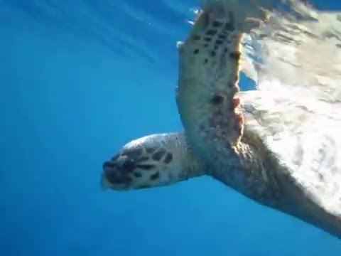Sea Turtle breathing before going underwater again - YouTube