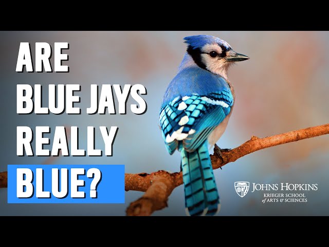 Why Are Some Feathers Blue?, Science