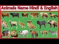 जानवरों के नाम,Animals name in hindi, Learning Animals Names, जंगली जानवरों  के नाम हिंदी व इंग्लिश