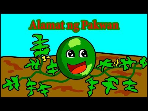 Video: Ano Ang Mga Labanos ng Pakwan At Ano ang Lasa ng Mga Labanos ng Pakwan