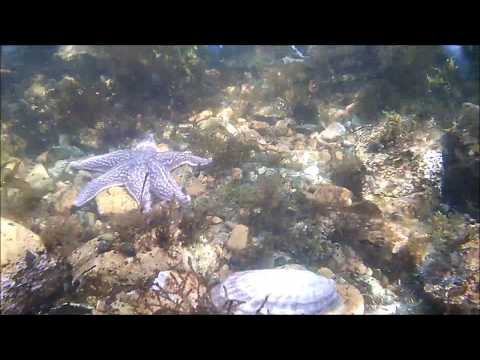 Видео: Цялата зигота на морска звезда участва ли в ранното разцепване?