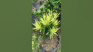 Cây Tùng vàng Tài Lộc | Ngọc Ngân Bến Tre 0386569374 | Chuyên cây độc lạ