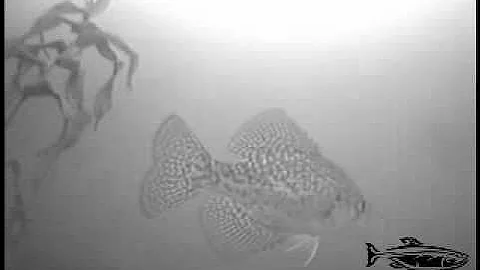 spring slab crappie schools