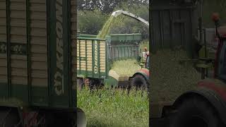 Mais hakselen met  een Claas Jaguar 890 en een Valtra T174E en Krone ZX 450 GL #shorts