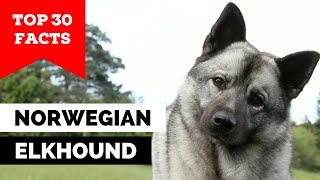 99% of Norwegian Elkhound Owners Don't Know This