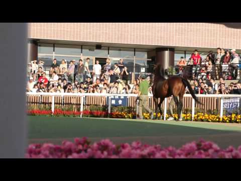 ジャングルポケットお披露目(2014.9.6 札幌競馬場)