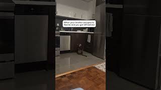 A sad tale 🥺😹 #catsoftiktok #naughtycats #catfluencer #petfluencer