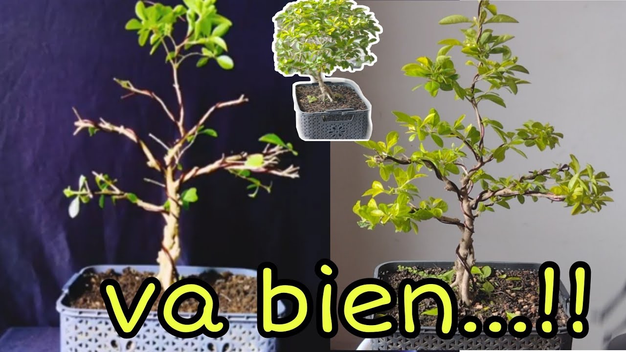 PASO a seguir actualización DURANTA estilo recto informal