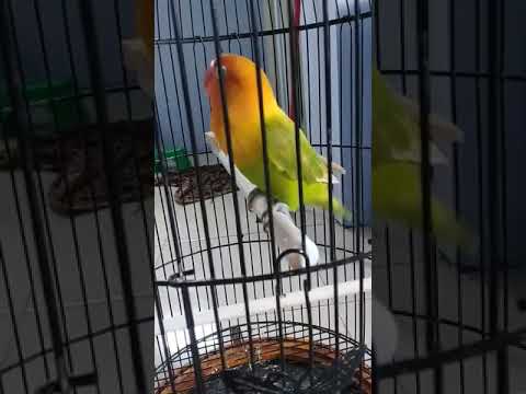  Lovebird Pastel Ijo  Mumun YouTube