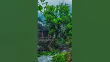 سورة الاخلاص بصوت جدا جميل 