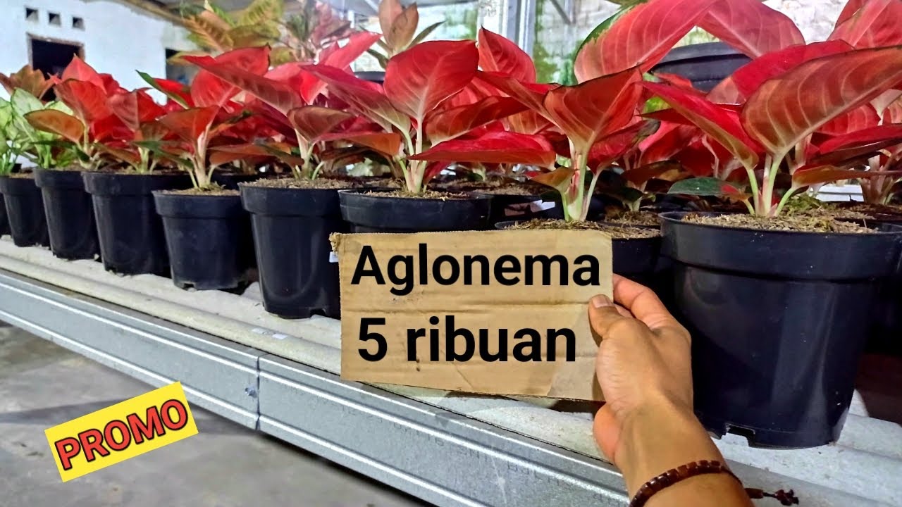 Tanaman Hias Aglonema Murah