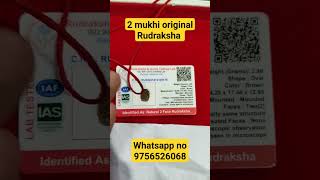 2 mukhi original rudraksha | Two face rudraksha benefits .2 मुखी रुद्राक्ष के फायदे