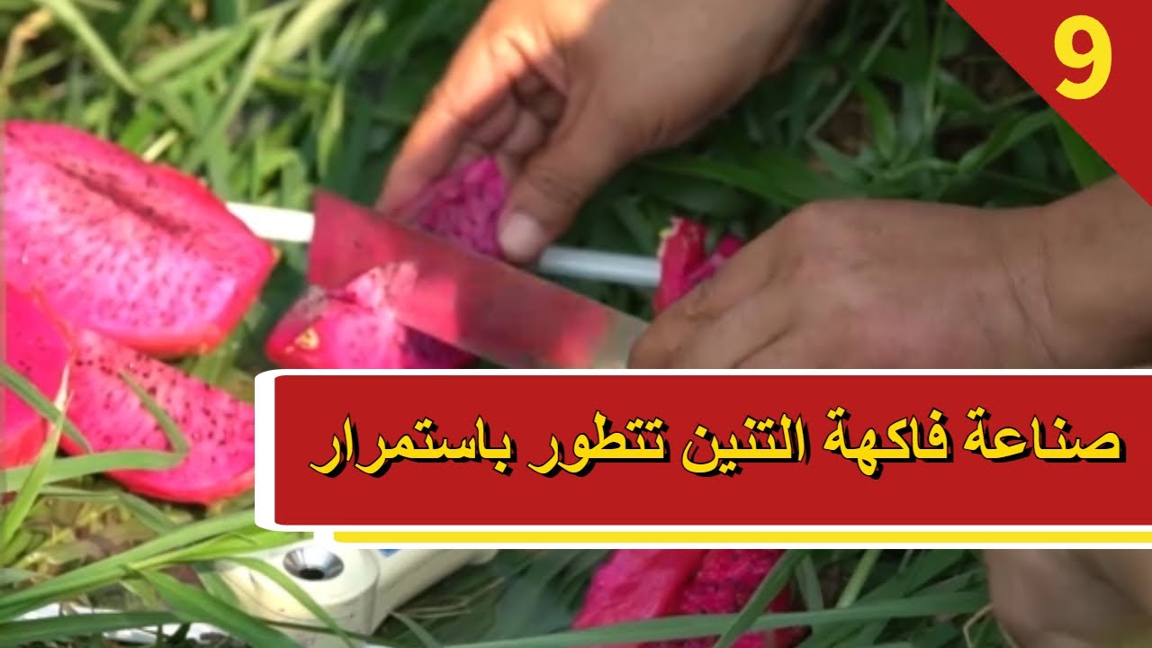 مزرعة الصين - الحلقة 09 صناعة فاكهة التنين تتطور باستمرار