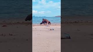 perkelahian komodo di pulau nusakode