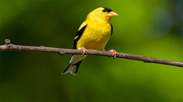 3 Hour bird sounds Relaxation   Nature sounds music for Meditation   Birds chirping, birds singing