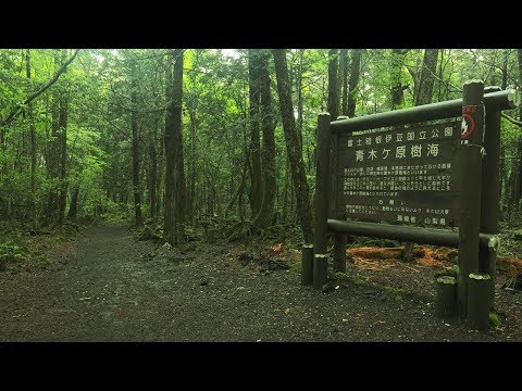 Video: Foresta Di Aokigahara - Un Posto Preferito Per I Suicidi - Visualizzazione Alternativa