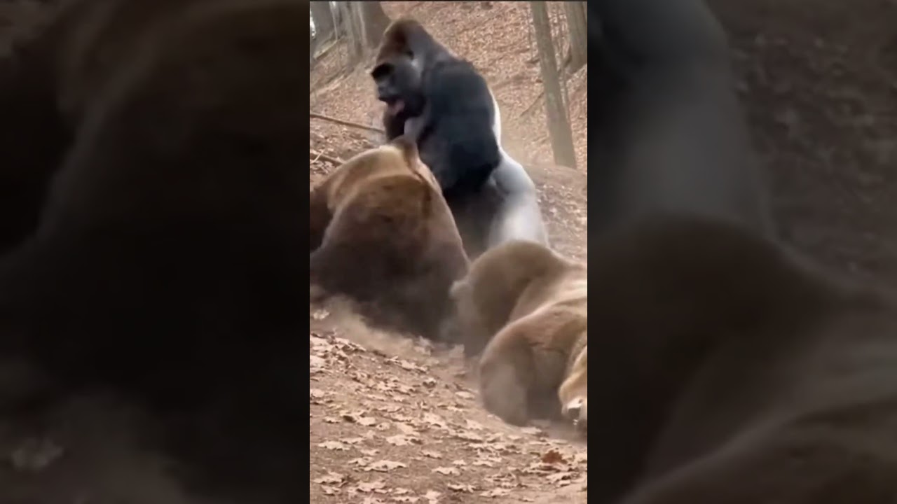 2 Grizzlies Attack WRONG Silverback—HUGE MISTAKE! 💥 곰들의 실수 💥大失敗 