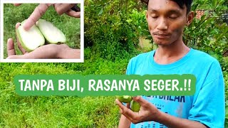 Jambu Biji Tanpa Biji