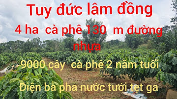 (ĐÃBÁN)Tuy đức lâm đồng bán vườn cà phê 2 năm 9000 cây 130 m đường nhựa 