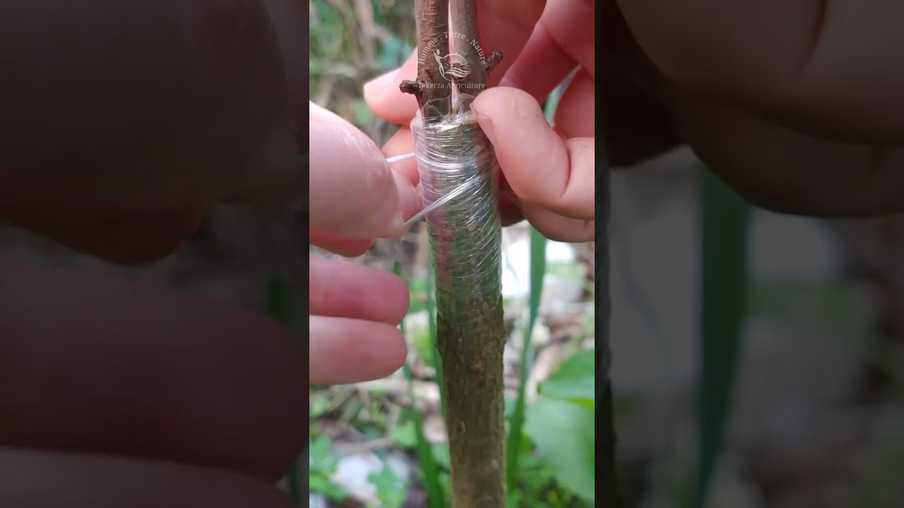 Greffage de grenadier en fente تطعيم الرمّان بالشّق