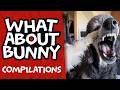 Things are heating up... | What About Bunny Compilations