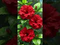 Beautiful Red Hibiscus Flowers After Rain 🌧️ | Nature’s Fresh Bloom 🌿