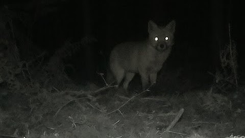 St Albans Wildlife - Raspberry Pi Night Vision Camera.