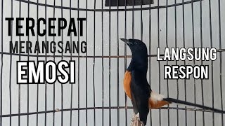 Tercepat Merangsang Emosi. BIKIN MURAI DIEM JADI GACOR EMOSI