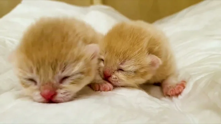 Video 6741631: british golden chinchilla kittens, chinchilla baby