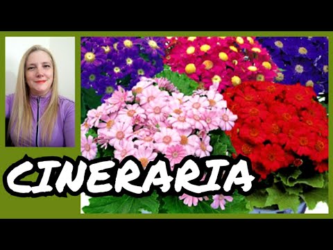 Vídeo: Cineraria Platejada (44 Fotos): és Anual O Perenne? La Plantació I La Cura De Cineraria A La Vora Del Mar, Creixent En Camp Obert, Varietat 