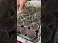 #pgardening #ptrongrausach #plamvuon