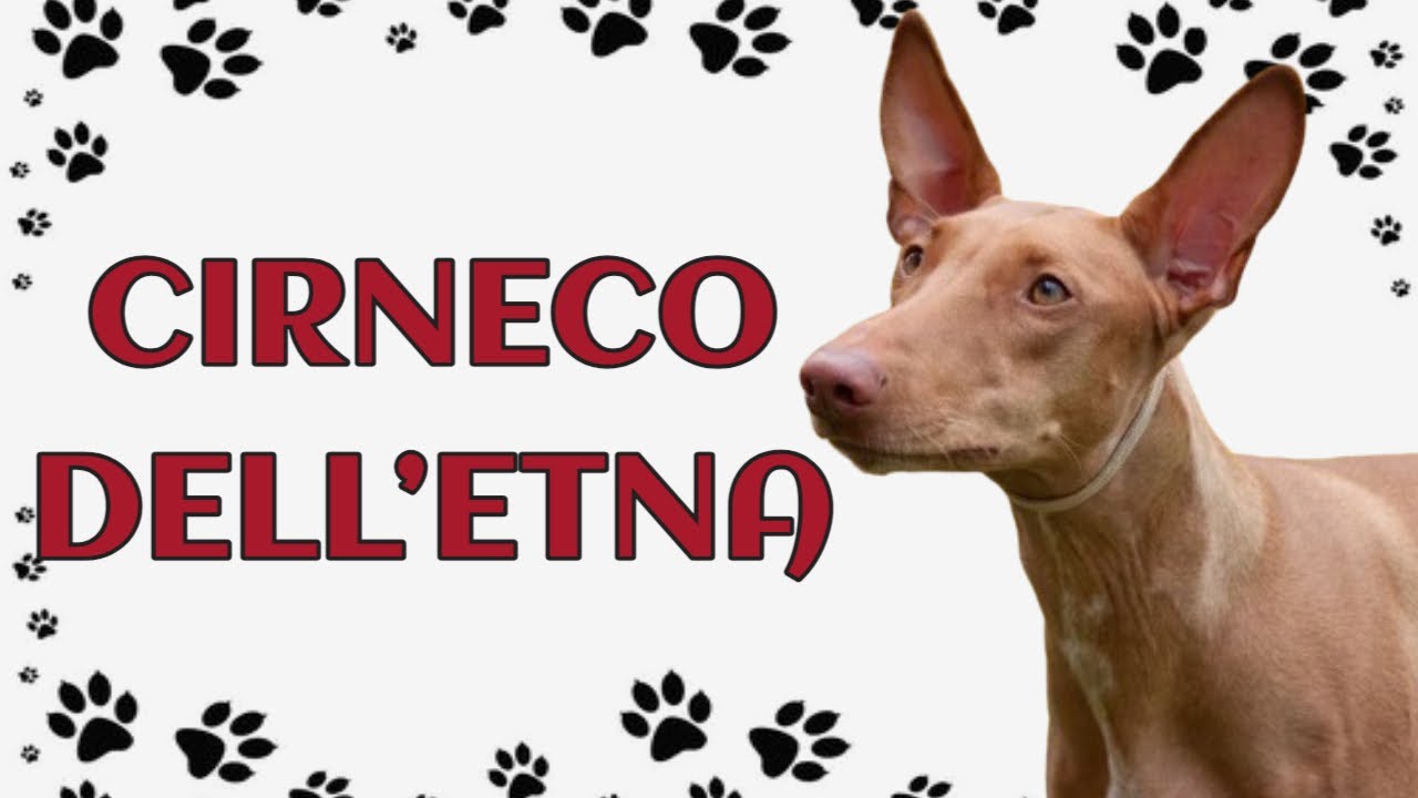 🐾Cirneco dell'Etna: The Elegant Hound of Sicily