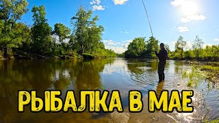 Рыбалка на поплавок в мае месяце 2024 by Рыбалка С Олегом 58,709 views 7 days ago 18 minutes