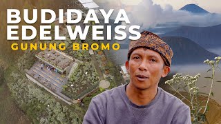 BUDIDAYA EDELWEISS GUNUNG BROMO || Dokumenter RRI