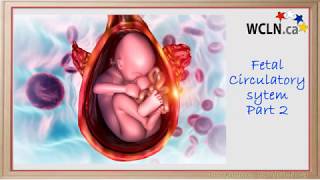 WCLN - Fetal Circulation Part 2 - Biology