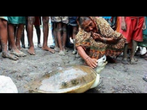 ভিডিও: স্থল কচ্ছপের বয়স কীভাবে নির্ধারণ করা যায়