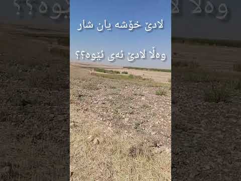 حەزت لەکامیانە        