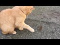 Trigger Warning!!! Cat kills mouse! Horrorfilm for mice: "PAWS"