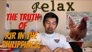 TRUTH Behind Rhode Island Red in the Philippines