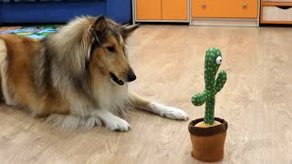 Rough collie reaction on toy dancing cactus with song gdzie jest biały węgorz