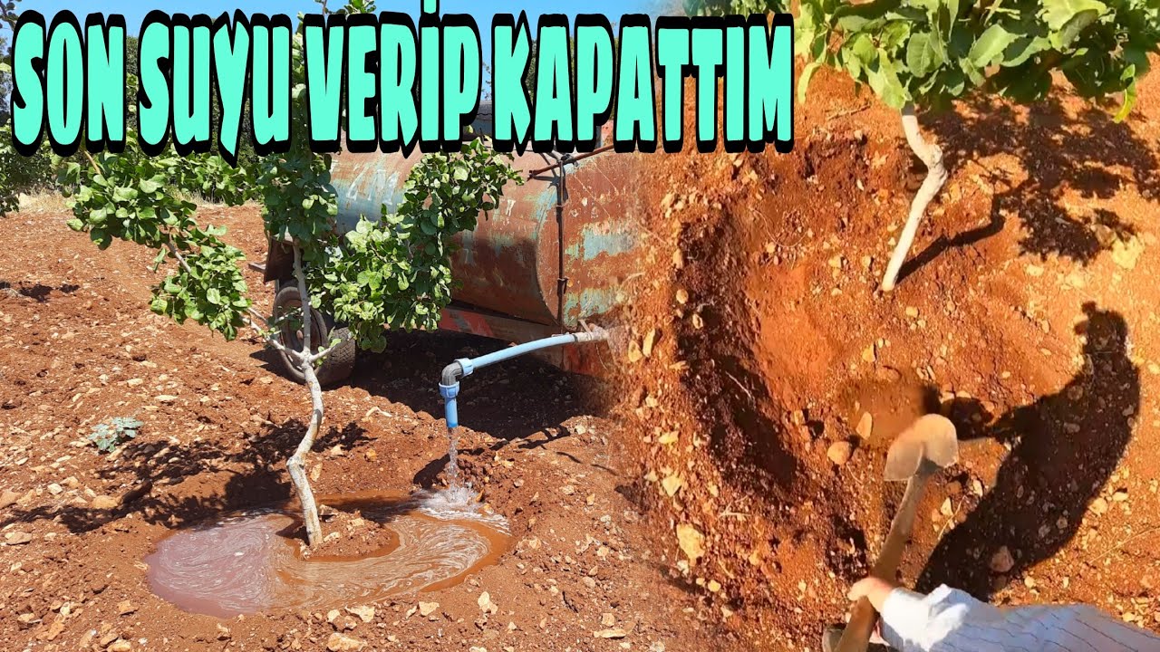 10 GÜNDE HER AĞACA 600 KĞ SU VERİP ÇANAKLARI KAPATTIM... SUMAK AŞİ SONUCU...